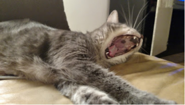 casey yawning